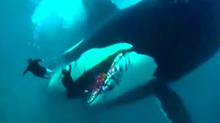 15 Incredible Whale Encounters Caught On Camera