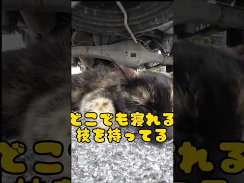 借りぐらしのノラネコッティ #shorts #猫 #cat