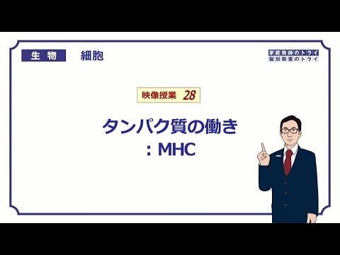 【高校生物】　細胞28　MHC（１８分）