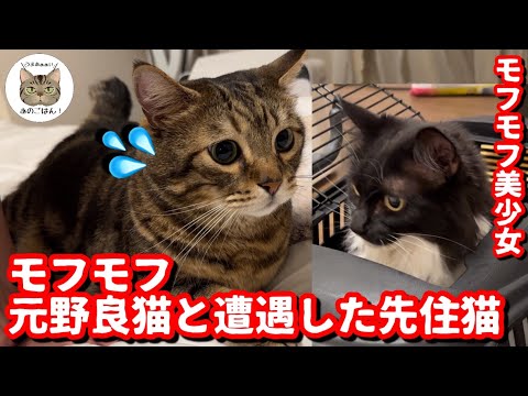 お姉ちゃん家に引っ越したモフモフな元野良猫が先住猫と遭遇したら意外な結果に！？