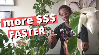 Earn money with investment houseplants FAST | LECA & Semi hydro set up