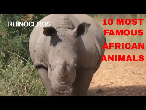 10 Most Famous African Animals -African Wildlife 4K Video