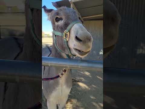 Sancho learning to smile #donkey #donkeytraining #silly tricks #smile