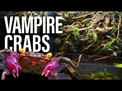 My Vampire Crabs Ultimate 5 Waterfalls Paludarium