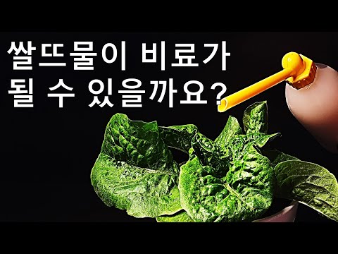 쌀뜨물이 비료가 될 수 있을까요?｜쌀뜨물 비료 분석｜쌀뜨물 활용 가능성｜Gardening idea #13 Washed rice water