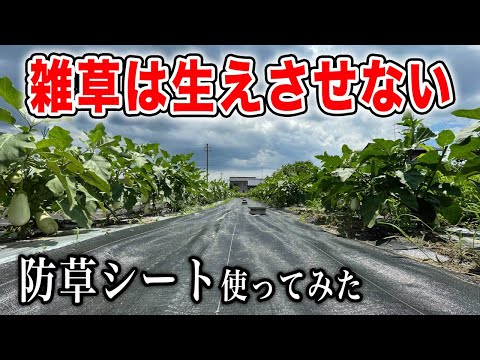 【雑草対策】防草シートを敷いて雑草を防ぐ 防草シートの種類と特徴紹介