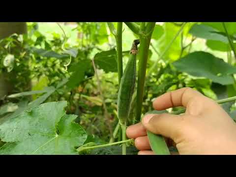 Harvesting Big Green Bitter Gourd! #ideas #garden #gardening