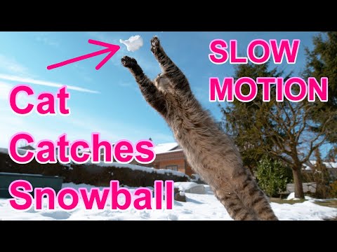 Cat jumps and catches snowball in slow motion