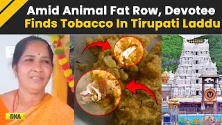 Tirupati Laddu Controversy: Devotee Finds Tobacco In Sacred Laddus; Temple Authority Denies Claims