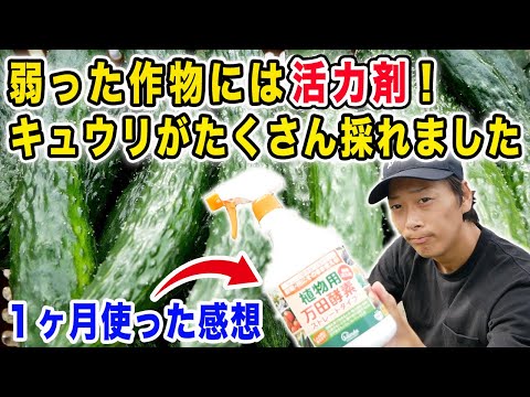 元気がない時は活力剤で復活！万田酵素スプレーを１ヶ月使ってみた感想【きゅうり】