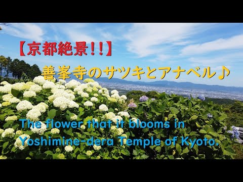 善峯寺の見頃のサツキとアナベル、絶景とともに咲く♪【The flower that it blooms in Yoshimine-dera Temple.】