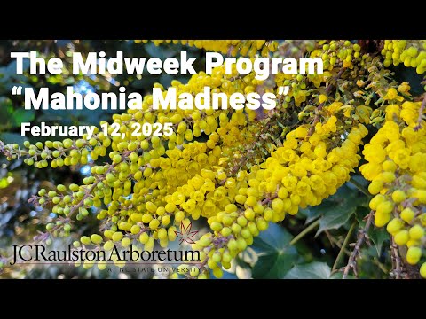 The Midweek Program - "Mahonia Madness"