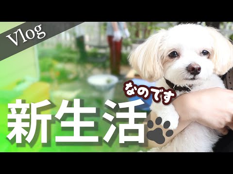 【ワンコと引っ越し】チワプーてぃむのおもしろ可愛い新生活☆トリミング、BBQ、新しいおもちゃの巻【＃070】