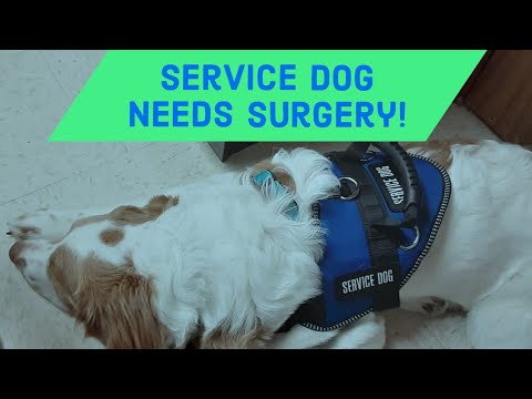 Service Dog Needs Surgery!