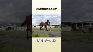 23年産展示会の様子をチラ見せ👀　 #大樹レーシングクラブ #shorts #horse #馬 #かわいい