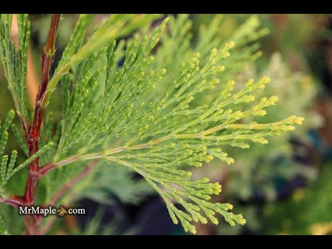 Calocedrus decurrens 'Maupin Glow' Variegated Incense Cedar