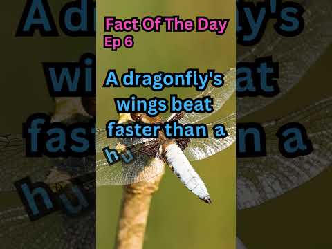 Fact Of The Day| Ep 6| dragonfly speed #shorts #trending #viral #speed #dragonfly