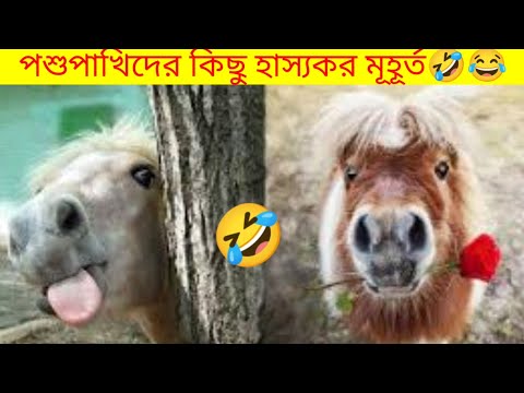 Here are some funny animal videos that will keep you laughing||usmarttiko||#funnyvideo #animalfunny