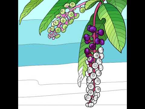 Colorful grapes