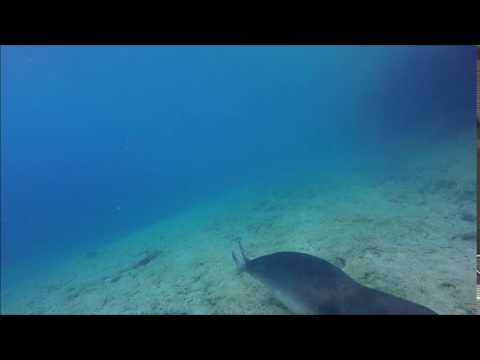 #FromTheField Mediterranean monk seal