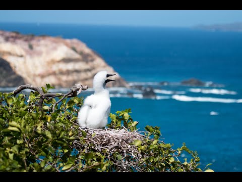 Grenadines Seabirds: Uniting Land, Air, and Sea