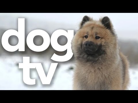 DOG TV - Thanksgiving Video for Dogs to Watch | Relief During the Celebrations for Your Dog!