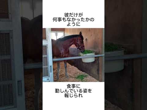 道花くんことドウデュース　#競馬 #馬 #騎手 #競艇 #競輪#雑学