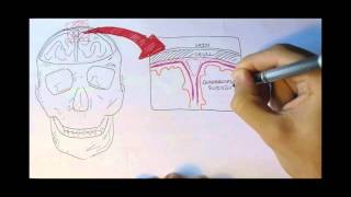 Neurology - Physiology Overview