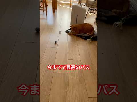 私史上最高のピンポイントパス！#最高のパス #パススキル #猫遊び