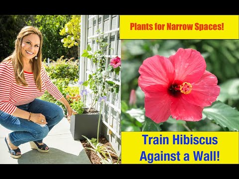 Narrow Space Garden Plants: SURPRISE! 😯 Train a Flowering Hibiscus 💮Flat on a Wall! Shirley Bovshow