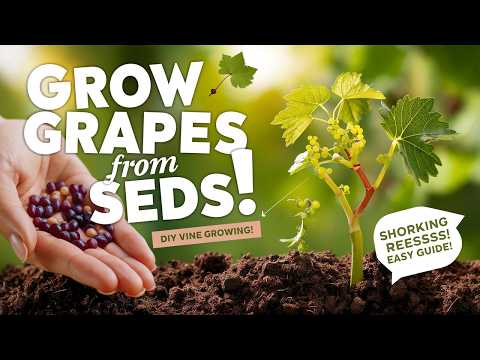 Grow Grapes from Seed: Step-by-Step Guide to Growing Your Own Vine!