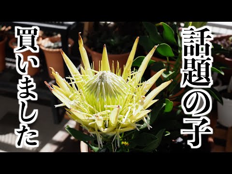 【植物の購入品紹介】オザキフラワーパークで最近ますます人気らしいアノ植物を買う