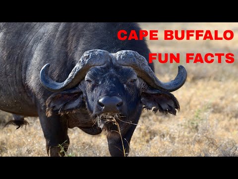 Cape Buffalo 10 Fun Facts You Should Know-Can You Grunt Like A Buffalo?