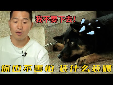 珍島犬2年半沒敢出門，主人以為它害怕樓梯，訓犬師卻說純屬裝的