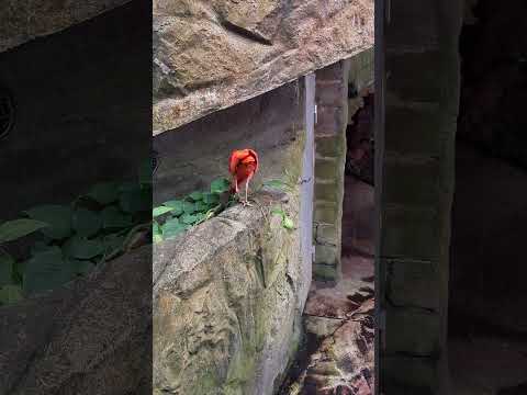 Red beaked bird - Scarlet Ibis - Tropical Rainforest #sweden #exotic #birds