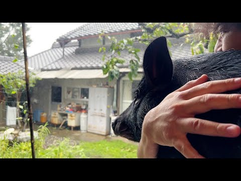 Typhoon in front of pig looking forward to return