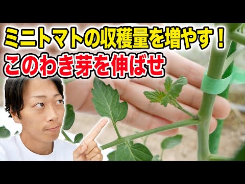 ミニトマトのわき芽はここだけ残せ！収穫量UPのための２本仕立て