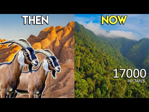 How This Crazy Solution Is Turning Barren Desert Mountains Back Into Green Forests! 🐐 With GOATS!