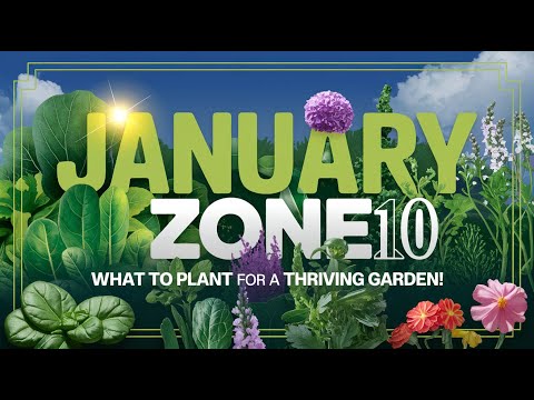 What to Plant in January for a Thriving Zone 10 Garden 🌱 Tips for Veggies, Herbs, & Flowers!