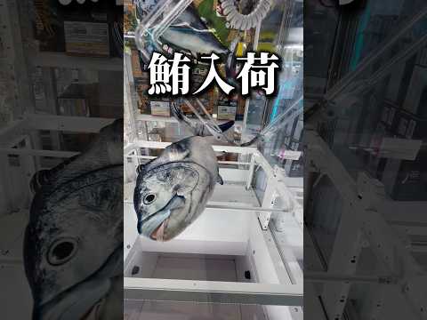 本マグロ入荷されましたwww【クレーンゲーム/エブリデイ多摩ノ国】 #クレーンゲーム #ufoキャッチャー #clawmachine #shorts