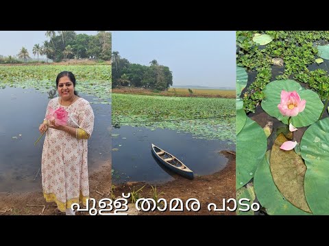 Pullu paadam | Lotus field | പുള്ള് താമര പാടം