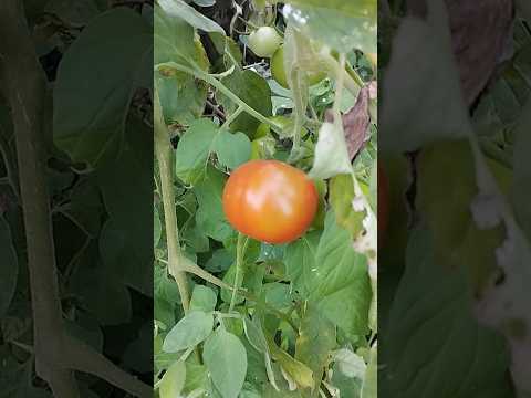 #tomato #villagelife #organicfarming