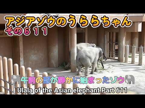 アジアゾウのうららちゃん（６１１）🐘午前の部が静かに始まったゾウ🐘（東山動植物園）Ulala of the Asian elephant Part 611