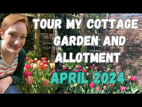 TOUR MY COTTAGE GARDEN AND ALLOTMENT IN APRIL - SPRING 2024