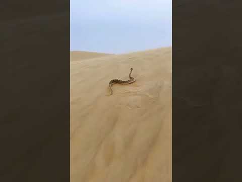 "Graceful Snake Dancing on Sand" #facts #fascinatingwildlife #pinkanimals