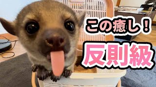 今しか見れない！？赤ちゃんキンカジュー成長中！