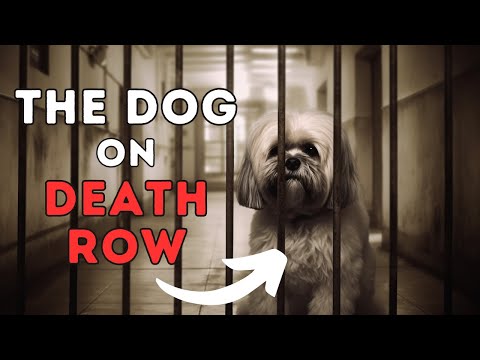 Lhasa Apso Facts: This Dog Spent 8 Years on Death Row