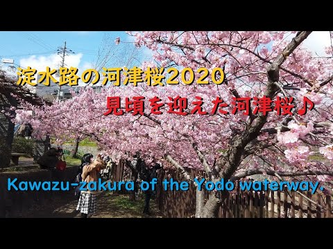 淀水路の河津桜2020 見頃と開花状況【Kawazu-zakura of the Yodo waterway.】