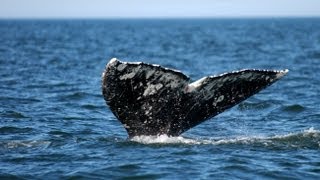 Genetics and Gray Whale Behavior