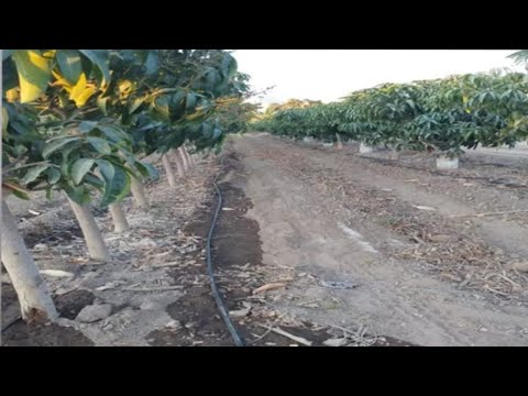 Mango, Crop management, Flowering management, pests, density, pruning and more.